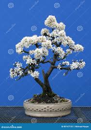 bonsai qui fleurit