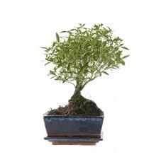 bonsai rapide