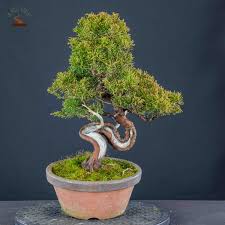 bonsai resineux