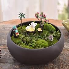 bonsai rond