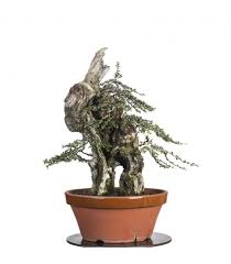 bonsai sauvage