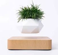 bonsai en levitation