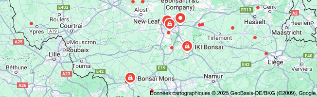 bonsaï belgique