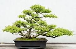 bonsai entretien