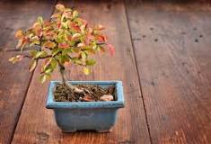 entretien bonsai