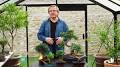 entretien du bonsai