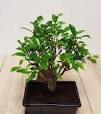 plantes bonsai