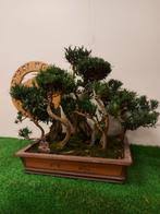 achat bonsai