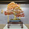 bonsai achat