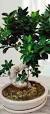 bonsai acheter