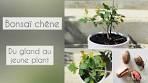 bonsai chene