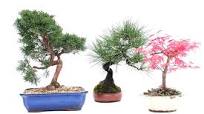bonsai extérieur