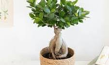 bonsaï ficus ginseng