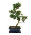 bonsai plantes