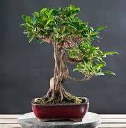 entretenir bonsai ficus