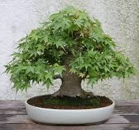erable bonsaï