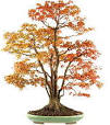 erable du japon bonsai