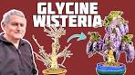 bonsai glycine