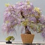 bonsaï glycine