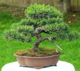 bonsaï pinus