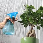 entretenir bonsai interieur