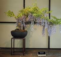 glycine bonsai