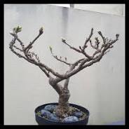 glycine bonsaï