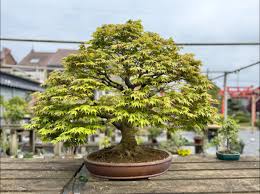 magasin de bonsai