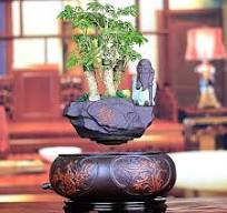 pot bonsaï