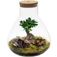 terrarium bonsaï