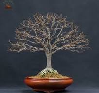 zelkova serrata bonsaï