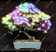 albizia bonsaï