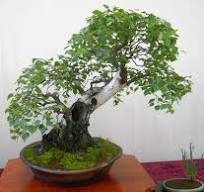 bonsai bouleau