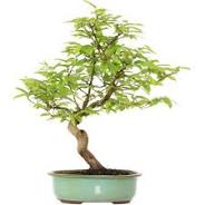 bonsai charme
