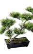 bonsai faux