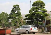 bonsai grand