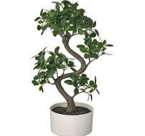 bonsaï ikea