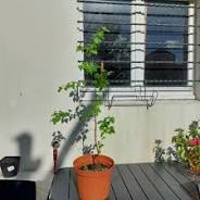 bouleau bonsai