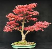 erable rouge bonsai