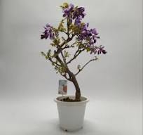 glycine en bonsai