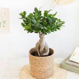 terre pour bonsai ficus ginseng