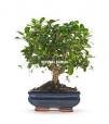bonsai exotique