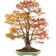 erable katsura bonsai