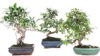 plante bonsai interieur
