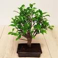 solde bonsai