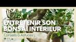 bonsaï entretien facile
