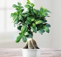 plante qui ressemble au bonsaï