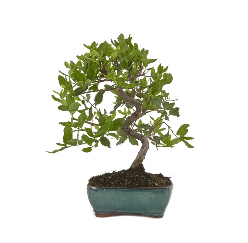 chene liege bonsai