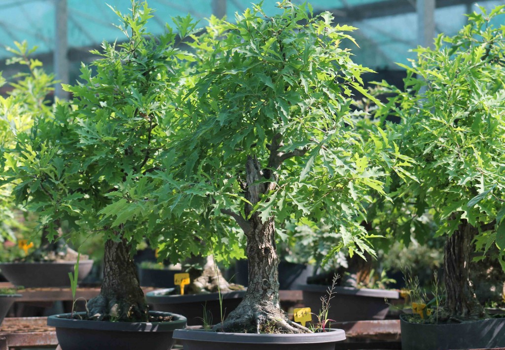 chene pubescent bonsai