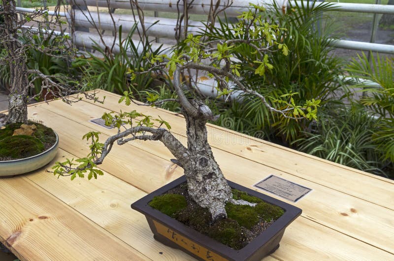 chene vert bonsai